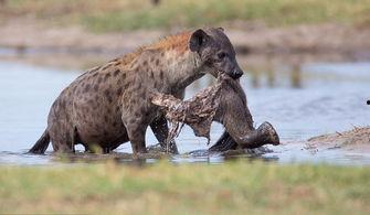 腿腐烂照片,病因、症状与治疗探讨